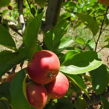 One Bedroom With Private Bathroom And Kitchen * Alcobaça