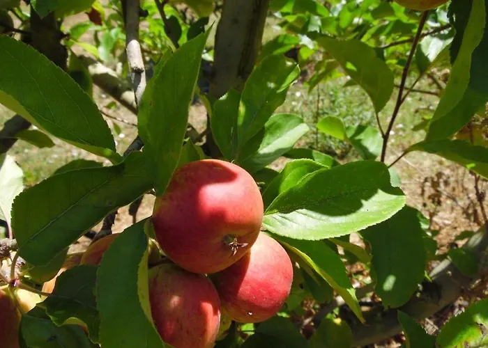 One Bedroom With Private Bathroom And Kitchen * Алкобаса